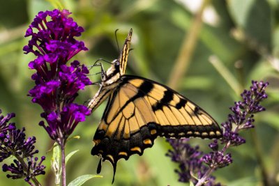 Pretty Butterfly