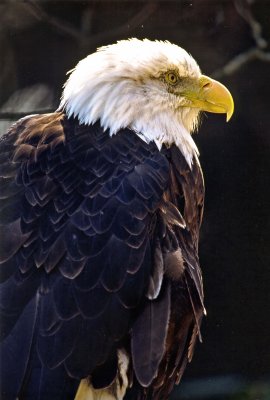 American Eagle