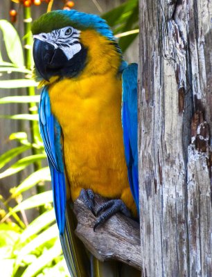 Pretty Parrot