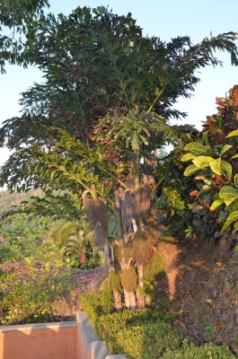 DSC_2466.JPG