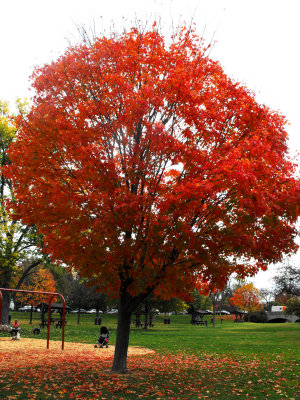 Baker Park Oak Tree.jpg