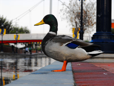 Carroll Creek Mallard Duck.jpg
