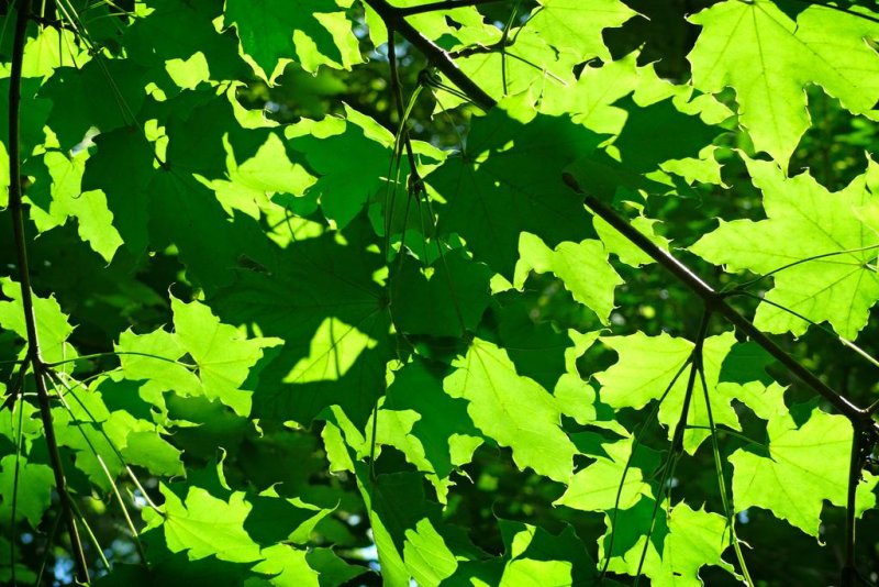 Summer, Rowntree Mills Park, Toronto, Ontario