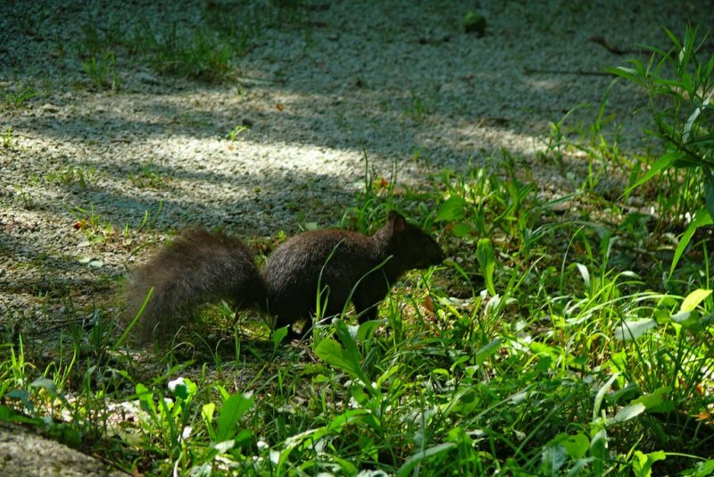 Summer, Rowntree Mills Park, Toronto, Ontario