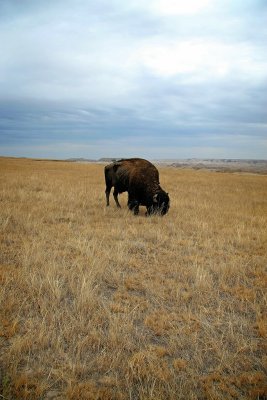Buffalo, Badlands National Park, South Dakota