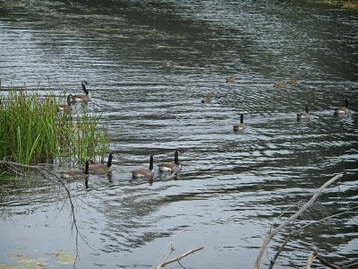 Boyne River, Dwight, Ontario