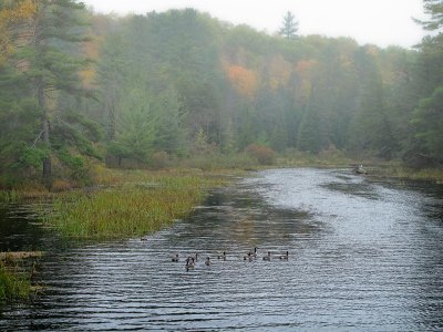 Boyne River, Dwight, Ontario