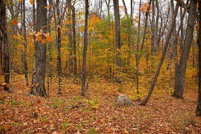 Algonquin Park, Ontario