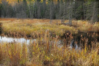 Algonquin Park, Ontario