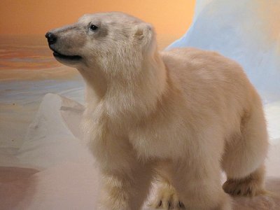 Canadian Museum of Nature, Ottawa, Ontario