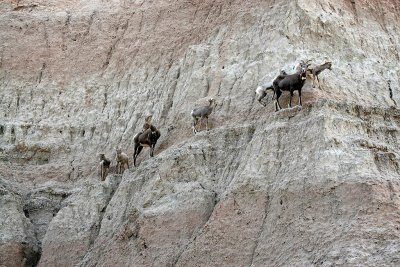 Mountain Goats, Badlands National Park, South Dakota