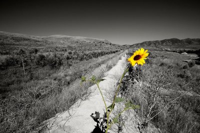 Sunflower, Enroute to Idaho Falls, Idaho