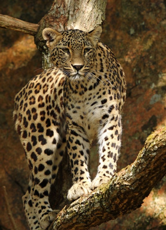 Top of the food chain