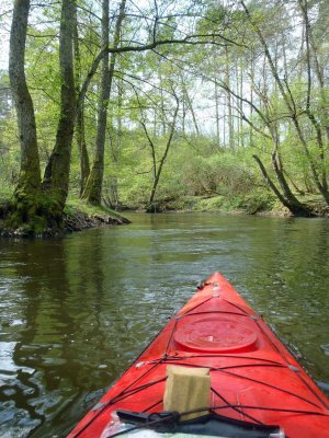 Kayaking in a forest