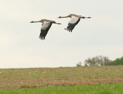 Cranes or herons?