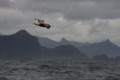 Lofoten sea gulls