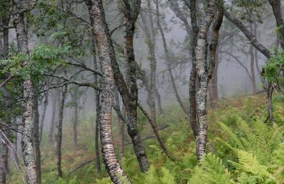 Ferns