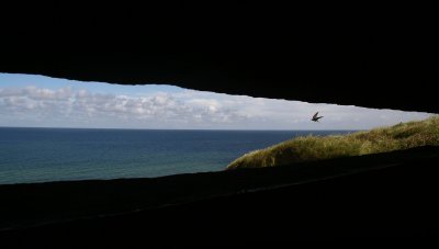 Birdwatching from a German bunker