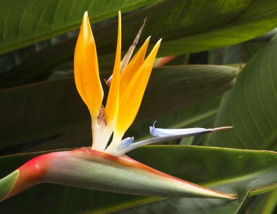 bird of paradise flower