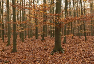 Autumn carpet