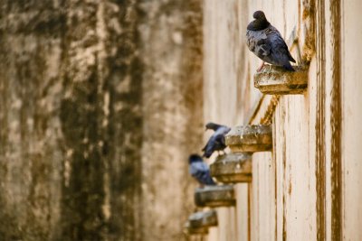 Amer Fort