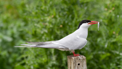 Farne Islands - Arctic terns - Sterne arctique - 1748.jpg