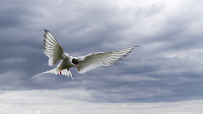 Farne Islands - Arctic terns - Sterne arctique - 2005.jpg