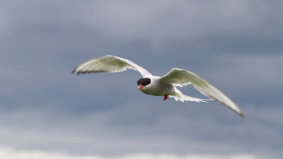 Farne Islands - Arctic terns - Sterne arctique - 2182.jpg