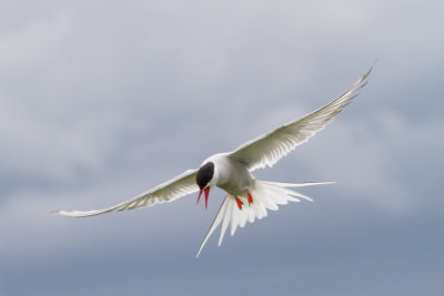 Farne Islands - Arctic terns - Sterne arctique - 2266.jpg