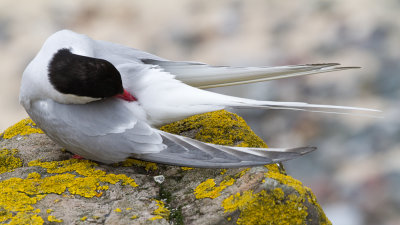 Farne Islands - Arctic terns - Sterne arctique - 2400.jpg