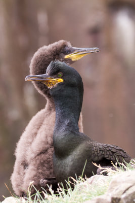 Farne Islands - Cormorant - cormoran 1308.jpg