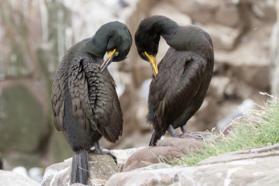 Farne Islands - Cormorant - cormoran 1614.jpg