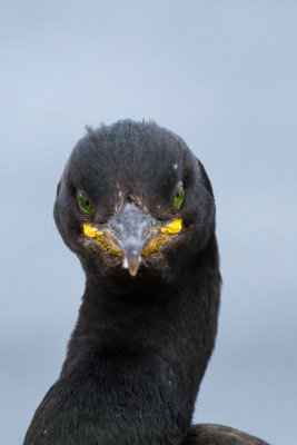 Farne Islands - Cormorant - cormoran 1692.jpg