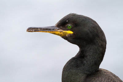 Farne Islands - Cormorant - cormoran 1695.jpg