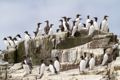 Farne Islands - Guillemot 1142.jpg