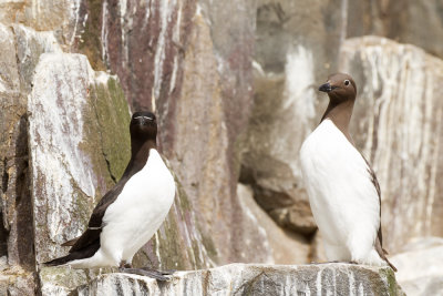 Farne Islands - Guillemot and Razorbill  1161.jpg