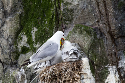 Farne Islands - kittiwakes - mouette tridactyle - 1155.jpg