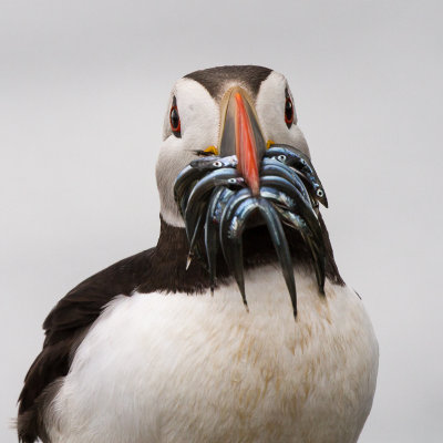 Farne Islands - Puffin - Macareux -  1383.jpg