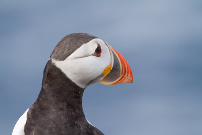 Farne Islands - Puffin - Macareux - 1250.jpg