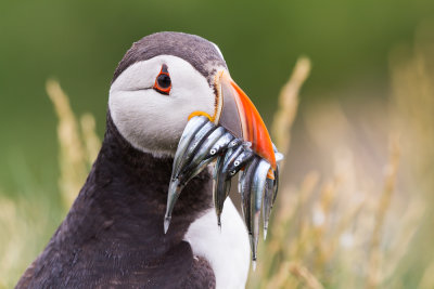 Farne Islands - Puffin - Macareux - 1651.jpg