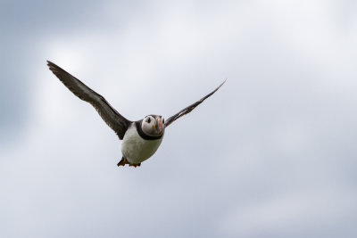 Farne Islands - Puffin - Macareux - 1934.jpg