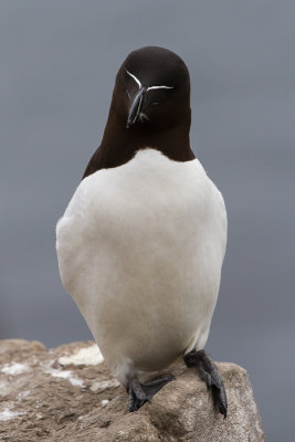 Farne Islands - Razorbill - pingouin torda - 1883.jpg
