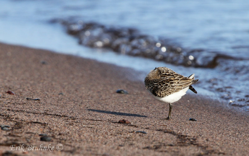 Semipalmated Sandpiper preening