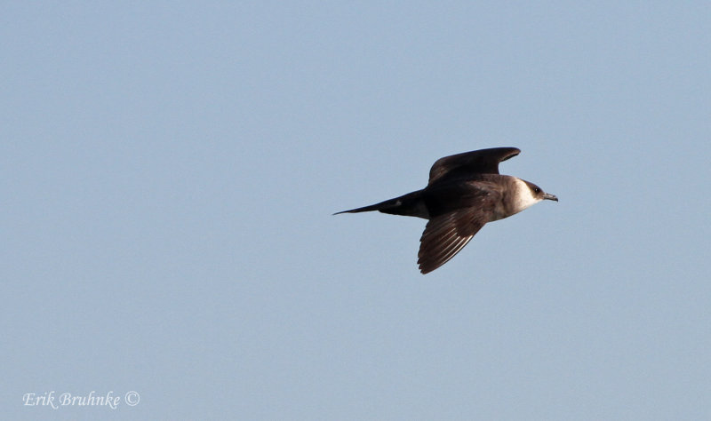 Parasitic Jaeger