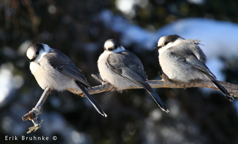 Gray Jay