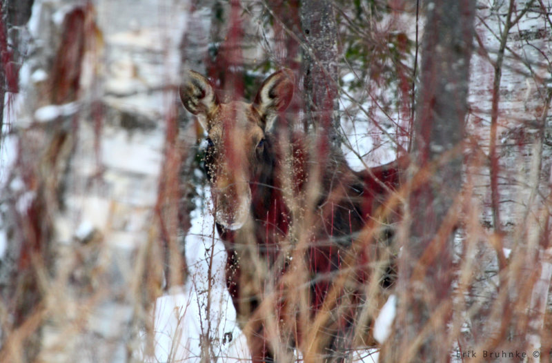 Moose