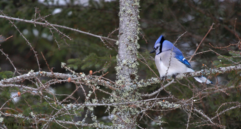 Blue Jay