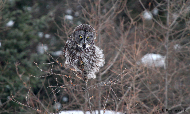Great Gray Owl