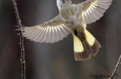 American Redstart flying