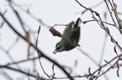 Golden-winged Warbler about to eat a spider